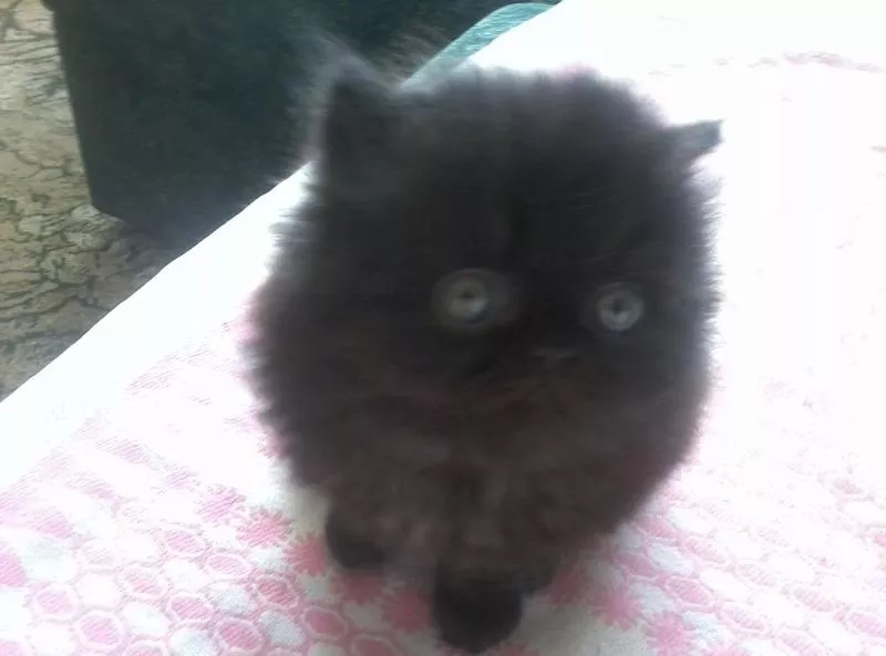 Персидский котенок черного цвета.2 месяца